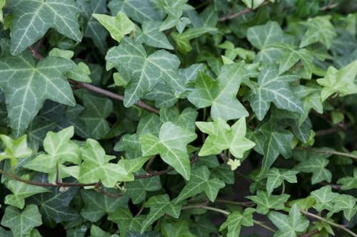 Hedera helix 'Woerner' 40-60 cm - Efeu, immergrün, ideal für Wände und Zäune, pflegeleicht, winterhart, luftreinigend
