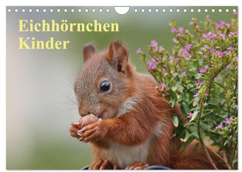 Eichhörnchen Kinder (Wandkalender 2025 DIN A4 quer), CALVENDO Monatskalender: Wunderschöne Großaufnahmen der jungen Wildtiere