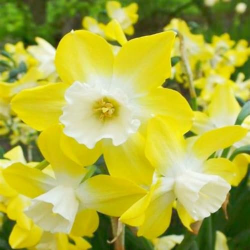 Bulbo De Narciso,Narcisos Flores Naturales Bulbo,Narciso Bulbo,Narcisos Flores,Narciso Planta,Flores Ornamentales-10Bulbos-b