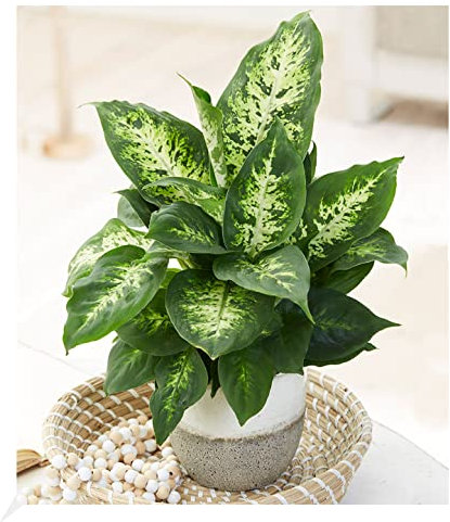 BALDUR Garten Dieffenbachie 'Compacta', 1 Pflanze, 1 Pflanze, Zimmerpflanze luftreinigend, sehr robust für dunkle Standorte geeignet, Dieffenbachia, Grünpflanze, mehrjährig - frostfrei halten