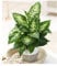 BALDUR Garten Dieffenbachie 'Compacta', 1 Pflanze, 1 Pflanze, Zimmerpflanze luftreinigend, sehr robust für dunkle Standorte geeignet, Dieffenbachia, Grünpflanze, mehrjährig - frostfrei halten