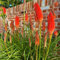 10 pz Giglio torcia Pianta perenne resistente all'inverno piante da balcone, regali da giardino, Kniphofia uvaria, decorazione del giardino per esterni, Semi di fiori da balcone,
