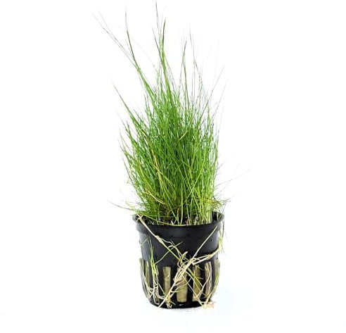 WASSERPFLANZEN WOLFF - ein Topf schöne Nadelsimse/Eleocharis acicularis, dichte, grasähnliche Vordergrundpflanze, Teppich für kleine Aquarien, Nano-Cube
