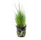 WASSERPFLANZEN WOLFF - ein Topf schöne Nadelsimse/Eleocharis acicularis, dichte, grasähnliche Vordergrundpflanze, Teppich für kleine Aquarien, Nano-Cube