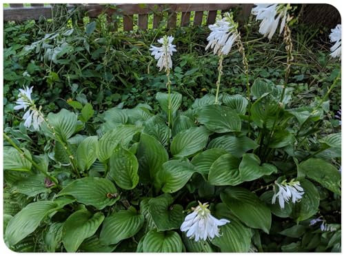 Hosta-Zwiebeln,Bodendecker,Hosta Rhizom,Gut FüR Container,Hosta Pflanze Winterhart,Winterhart MehrjäHrig,Hosta Knollen,GroßE Blattpflanzen,Funkien Knollen-4zwiebeln-G