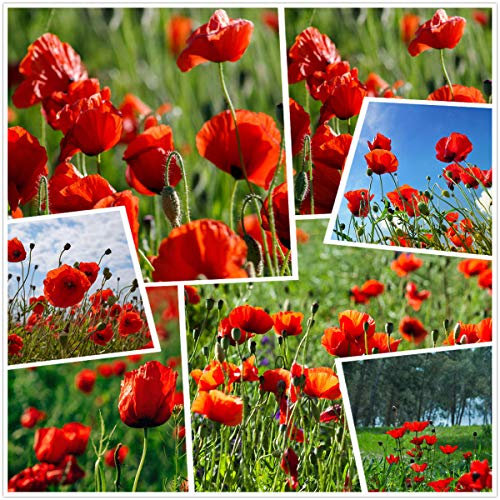 Semi di fiori di papavero rosso mais (10g = 80000+) Semi di fiori da esterno facili da vivere Primavera e autunno Giardino resistente per giardino Balcone Piante in vaso (10g)