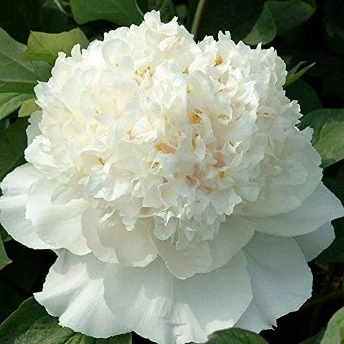 2 Stück Weiße Pfingstrose Blumen Zwiebeln Die In Der Balkonterrasse Gepflanzt Werden Elegante Blumen Haben Den Ruf König Der Blumen Der Für Die Dekoration Von Büros Geeignet Ist