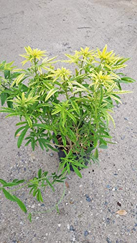 Choisya ternata 'Aztec Gold' / Oranger du Mexique jaune/Conteneur de 3 à 4 litres