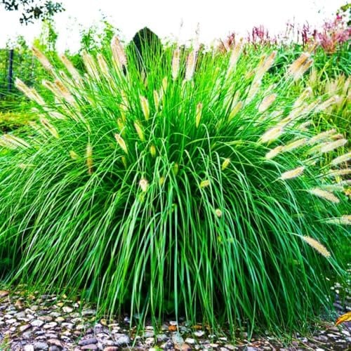 2 x Pennisetum alopecuroides Lampenputzergras Ziergras Gräser Stauden Winterhart