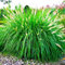 2 x Pennisetum alopecuroides Lampenputzergras Ziergras Gräser Stauden Winterhart
