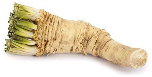 60 semi di rafano fresco, nuovi e verdi