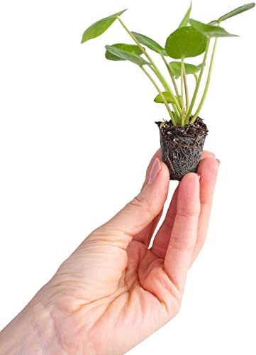 DECOALIVE Mini Planta del Dinero China - Pilea Peperomioides - Planta Natural de Interior