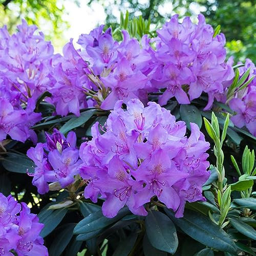 10 piezas semillas de plantas de rododendro - plantas en maceta resistentes al exterior,azalea resistente,rododendro simsii, semilla de jardín planta de casa flores de balcón