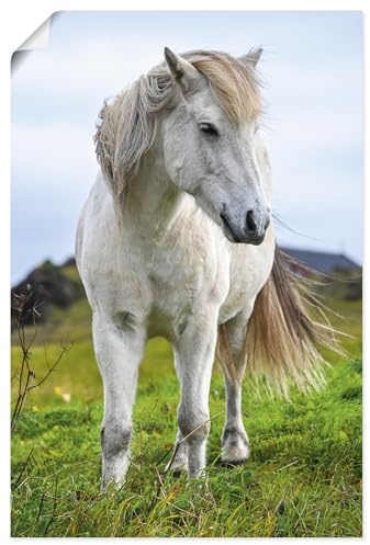 ARTLAND Wanddeko Poster & Kunstdrucke Wandposter Natur Pferde Weißes Islandpferd Pony U5LO