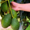 avocado baum kaufen samen säulenobstbäume avocadobaum pflanzen deko wohnzimmer frisches obst samen, gartendeko für draußen säulenobst balkonpflanzen winterhart baum deko obst 5pcs