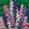 1600 Mix Delphinium Larkspur Imperial Seeds.