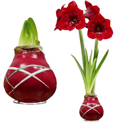 Amaryllis in Wachs Gewachst Pflegeleicht - Striped Red - 2 Zwiebeln | Gewachste Amaryllis-Zwiebel aus Holland, Großformat 28/30, ohne Topf und Erde, ohne Gießen (kein Samen, nicht künstlich)