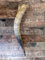 Naturhorn Watussi Longhorn, ca. 50-55 cm, 1,0-1,4 Liter Volumen, für Met-Wikinger-LARP- Mittelalter-Drinking Horn-Methorn, Germanenhorn, ein echtes Wikinger Geschenk