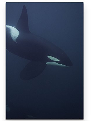 Paul Sinus Art Leinwandbilder | Bilder Leinwand 90x60cm Orca im Fjord