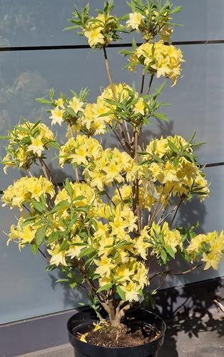 duftende Garten Azalee Rhododendron x mixtum Sonnenköpfchen (50-60 cm)
