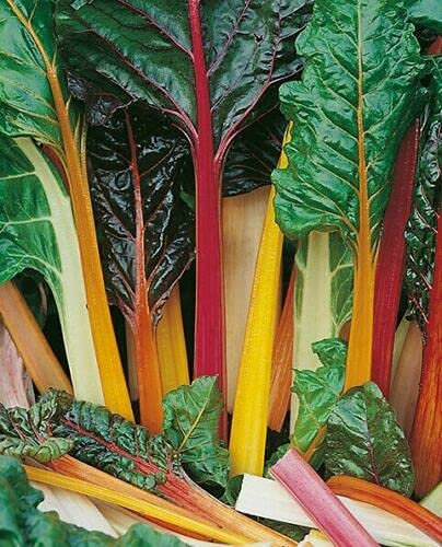 Rainbow Chard, Beta Vulgaris subsp. Vulgaris, Leaf Beet - Swiss Chard, 140 Seeds by Heavy Torch: Only seeds