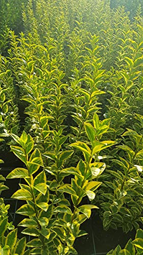 Ligustrum ovalifolium 'Aureum' / Troène doré/Conteneur de 7 à 10 litres