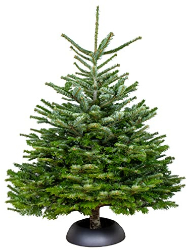Bloomique - Nordmann Weihnachtsbaum Echt - Tannenbaum - Höhe 150-175 cm - Gesägt Ohne Wurzelballen - Ohne Baumständer Geliefert