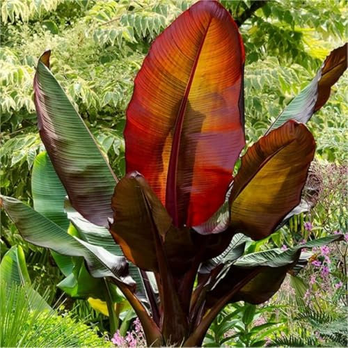 Rote Zierbanane Ensete ventricosum Maurelii, Topfpflanze, 100-140 cm