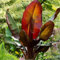 Rote Zierbanane Ensete ventricosum Maurelii, Topfpflanze, 100-140 cm