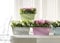 VECA Roxanne Fioriera con vassoio incluso, verde lime pastello, 50 x 20 x 18 cm
