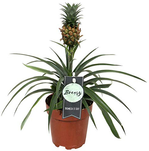 Breasy®- Bromeliad Pineapple Plant - Live Indoor Plant Growers Pot - Pot Diameter 12 cm -Height 38 cm - Quality from Holland - Live Indoor Plant - Fresh from The Grower