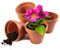 Garden Mania - 12 Mini Pots de Fleurs en Terre Cuite avec Trou de drainage, 8 cm