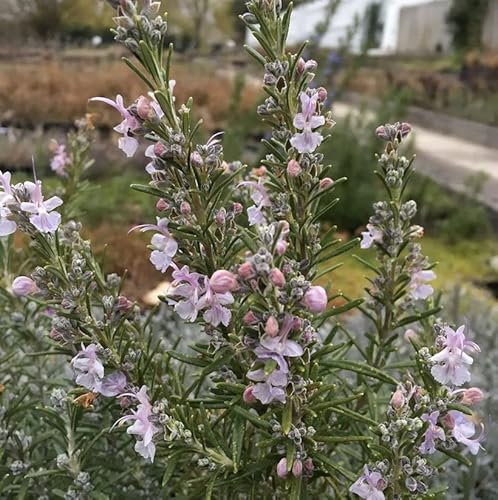 Rosmarin Arp - Rosmarinus officinalis