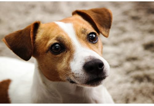 Smart Jack Russell Terrier Tier 1000 (70 x 50 cm) Puzzle für Erwachsene, Gehirn, einzigartiges Spielzeug, Heimdekoration, Geschenk