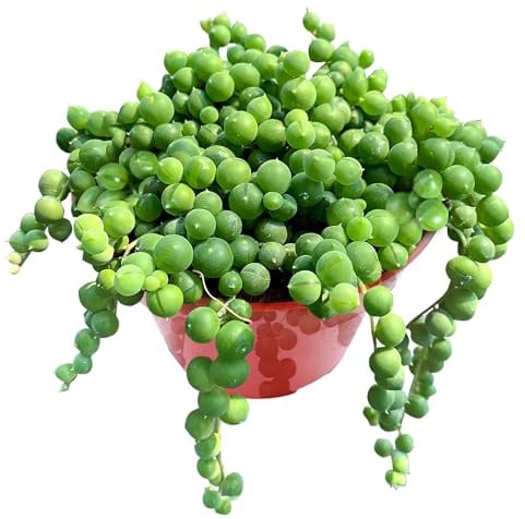 Sprout N Green 4 String of Pearls, Live Trailing Succulent Fully Rooted in Pots with Soil Mix, for Home Office Wedding Hanging Decoration, DIY Projects, Party Favor, Keep Away from Pets