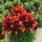 3Pcs Bulbi Di Giglio Bella Fuoco-Fiori Rossi La Scelta Migliore Per La Decorazione Della Stanza Significa Buona Vacanza Benedizioni Piacevole Fragranza