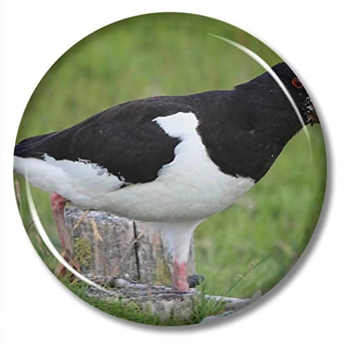 Färöer Inseln Hämatopus Ostralegus Magnet Kühlschrank Aufkleber 2,28 Zoll