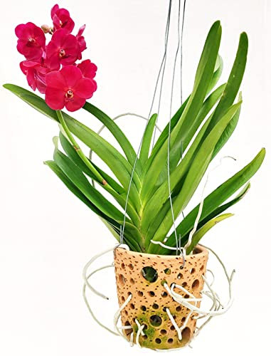 POWERS TO FLOWERS - ORCHIDEA WANDA ROSSA ASCOCENDA, pianta vera