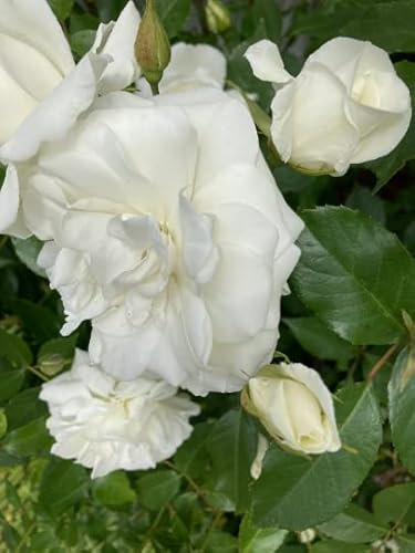 2 x White Climbing Rose ‘Iceberg’ (Containerised 2 Litre Pot) Free UK Postage