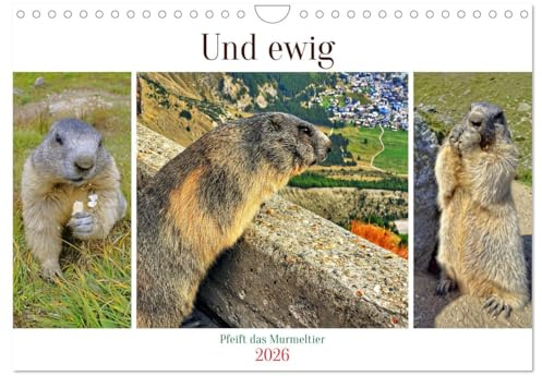 Und ewig pfeift das Murmeltier (Wandkalender 2026 DIN A4 quer), CALVENDO Monatskalender: Niedliche Alpenbewohner mit einem unverkennbaren Pfeifen (CALVENDO Tiere)