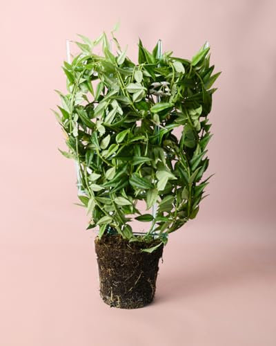 Hoya Bella | Plantas Naturales Interior | Pur Plant