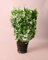 Hoya Bella | Plantas Naturales Interior | Pur Plant