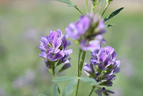 10000 semi erba medica animale mangime albume d'uovo pianta fertilizzante verde alfalfa salice d'api