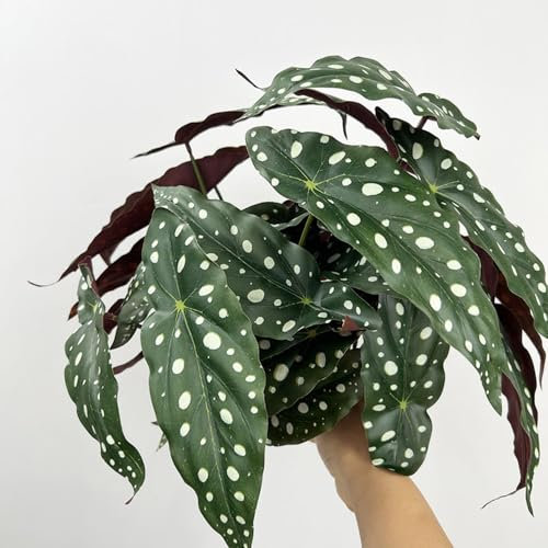 Shirfloral 2 plantas artificiales de begonia maculata de 11.8 pulgadas, trucha falsa, begonia de lunares sintéticos, planta verde para oficina, escritorio, interior y exterior, decoración del hogar