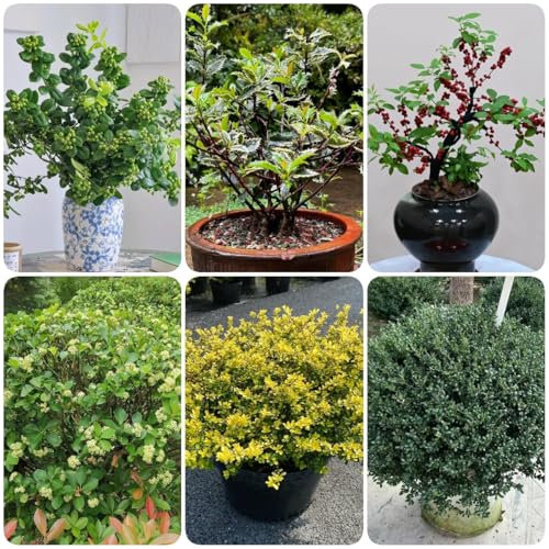 300 Pcs Stechpalme Winterhart Samen - Immergrüne Pflanzen Winterhart, Kräutergarten Geschenk Stechpalme Samen, Kräutergarten Küche, Minigarten Kräuterpflanzen Sträucher Winterhart