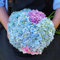 50 pezzi di ortensia pianta ornamentale semi di fiori giardino cortile patio bonsai decor semi da giardinaggio per piantare ora Blu Ortensia