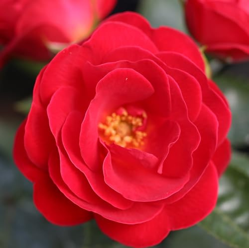 Rose Patio 'Lots of Kisses' Scarlet Red Semi-Double Flowers Lightly Scented Shrub Rose Container Garden Gift 2X Bareroots by Thompson and Morgan