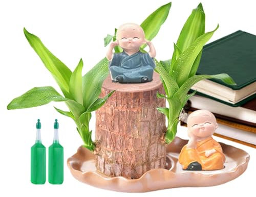 Brasilianisches Glücksholz, Brasilianische Holzpflanze, Brasilianische Glücksholz Pflanze Brazilian Wood Plant Brasilianische Holz Hydrokulturpflanze Desktop-Pflanze