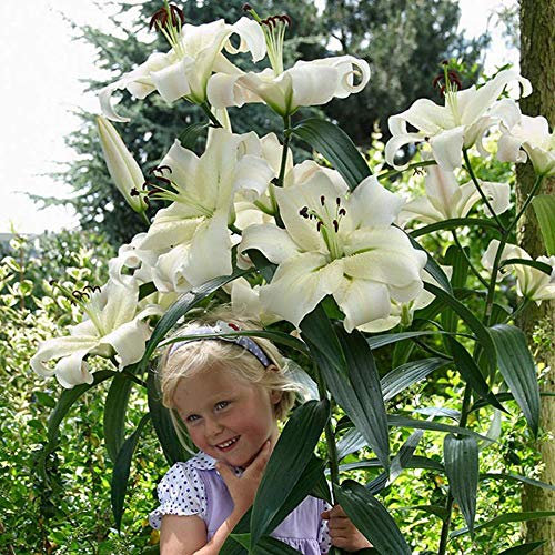 COOTO Giglio Bulbi Fiori Perenni da Esterno – Rizoma Giglio d'Albero Pretty Woman - Bulbi Giglio Piante Vere da Esterno - Gigli Fiori - Semi Fiori Perenni Giardino - Lilium Bulbi Fiore