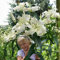 COOTO Garten Lilien Zwiebeln Winterhart Mehrjährig – Baumlilien Pretty Women - Blumenzwiebeln Lilien – Blumen Deko für Garten und Balkon – Garten Lilien Pflanzen